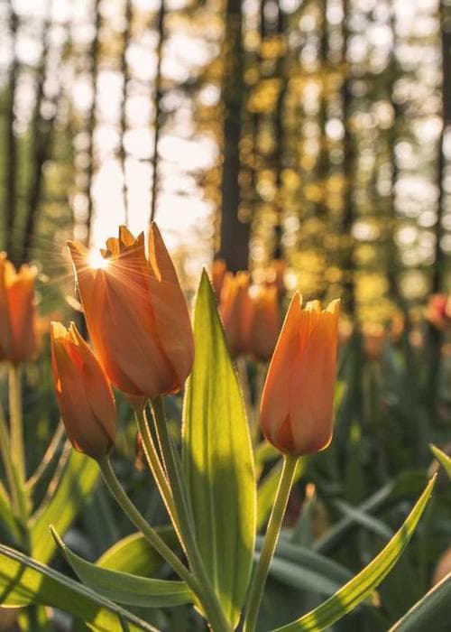 베이직 코튼 라운드 티셔츠 2