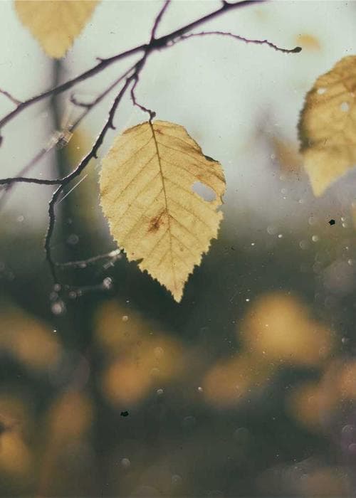 쉬폰 프릴 블라우스