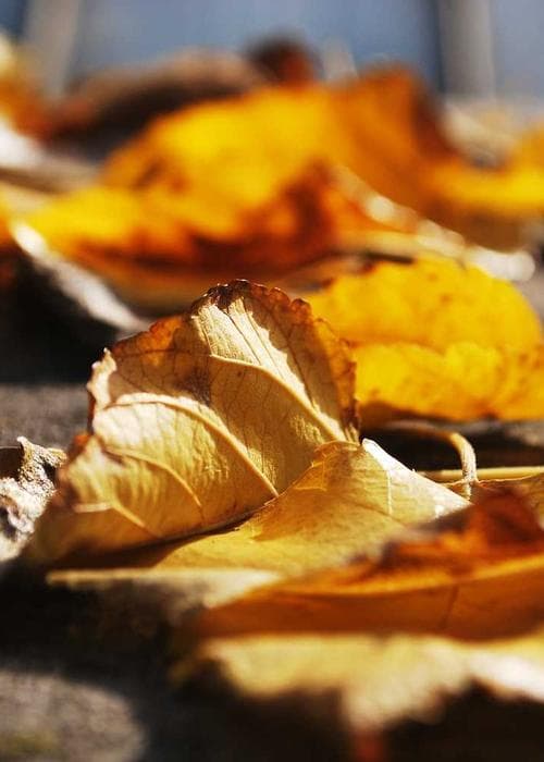 크롭 세트업 화이트 2