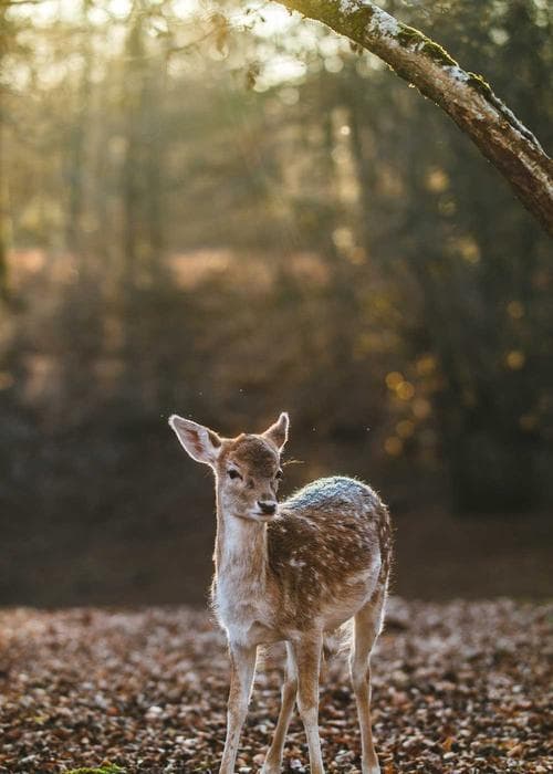 데님 미니 스커트