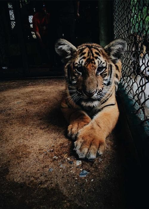 플리츠 미디 스커트