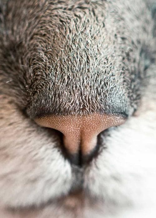 터틀넥 슬림핏 니트